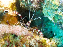 Banded Coral Shrimp IMG 6989